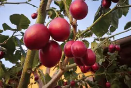 tomata jigsaw puzzle