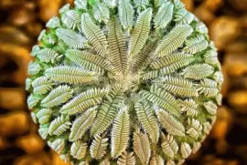 natural jigsaw puzzle