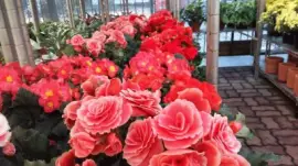 flores jigsaw puzzle