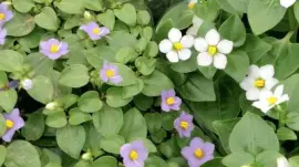 flores jigsaw puzzle