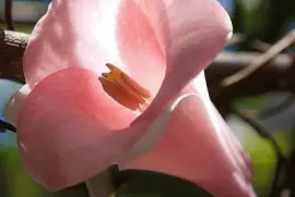 flores jigsaw puzzle