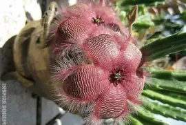 flores jigsaw puzzle