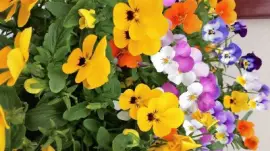 flores jigsaw puzzle