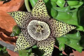 flores jigsaw puzzle