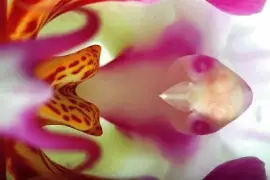 flores jigsaw puzzle