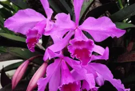 flores jigsaw puzzle