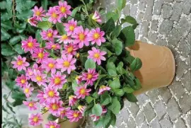 flores jigsaw puzzle