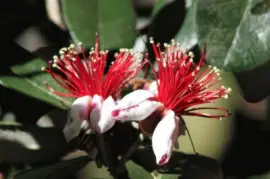 Imagem jigsaw puzzle