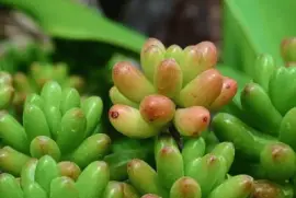 Imagem jigsaw puzzle