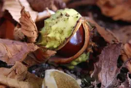 Imagem jigsaw puzzle