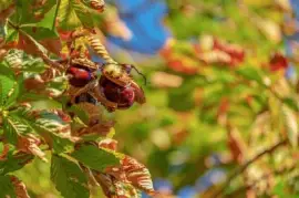 Imagem jigsaw puzzle