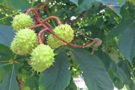 Imagem jigsaw puzzle