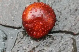 Imagem jigsaw puzzle