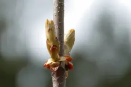 Imagem jigsaw puzzle