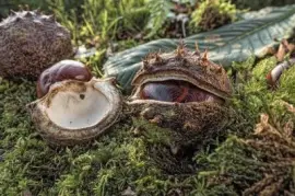 Imagem jigsaw puzzle