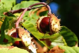 Imagem jigsaw puzzle