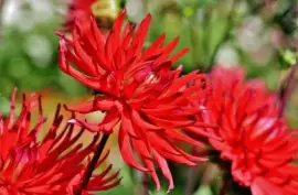 Imagem jigsaw puzzle