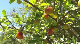 Imagem jigsaw puzzle