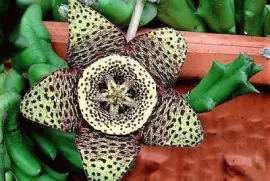 flores jigsaw puzzle