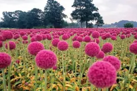 flores jigsaw puzzle