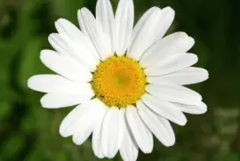 Marguerite