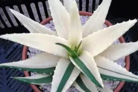 פאזל של natural