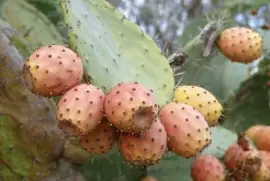 פאזל של Imagem