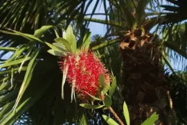 פאזל של Imagem