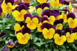 Imagem jigsaw puzzle