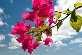 flores jigsaw puzzle