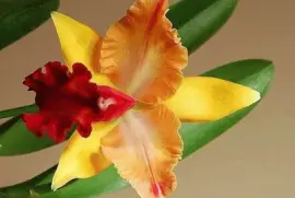 flores jigsaw puzzle