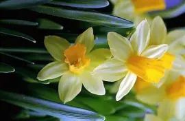 flores jigsaw puzzle