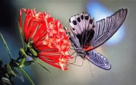 natural jigsaw puzzle