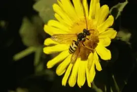 Imagem jigsaw puzzle