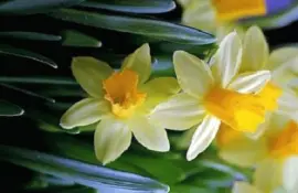 Imagem jigsaw puzzle