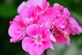 Geranium jigsaw puzzle
