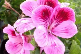 Geranium jigsaw puzzle