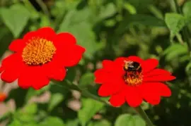 Imagem jigsaw puzzle