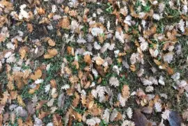 foglie_2014 jigsaw puzzle