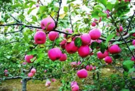 Imagem jigsaw puzzle