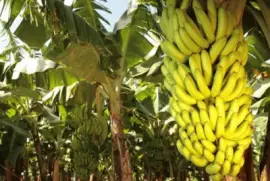 Imagem jigsaw puzzle