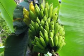 Imagem jigsaw puzzle