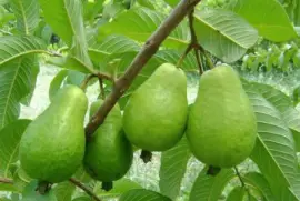 Imagem jigsaw puzzle