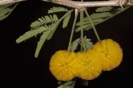 Imagem jigsaw puzzle