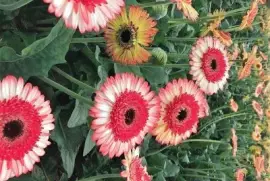 Imagem jigsaw puzzle