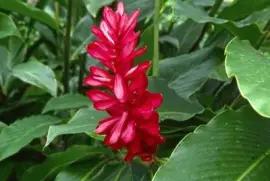 Imagem jigsaw puzzle