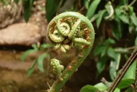 Imagem jigsaw puzzle