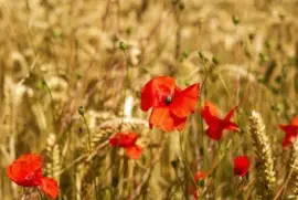 Imagem jigsaw puzzle