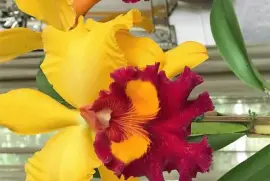 flores jigsaw puzzle