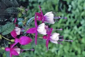 flores jigsaw puzzle